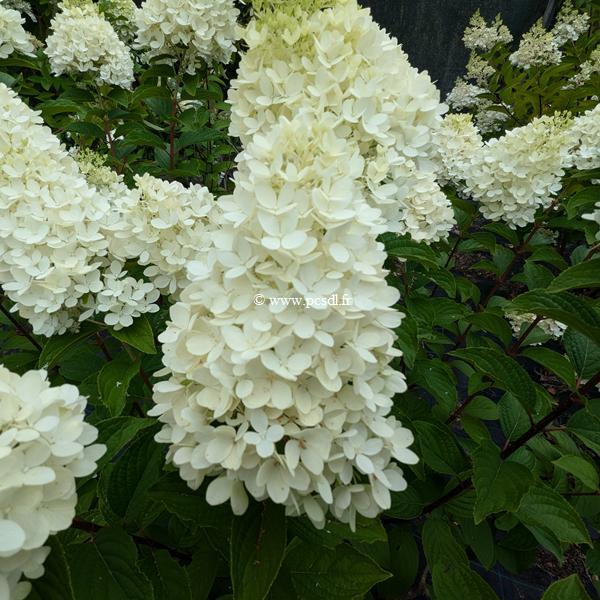 Hydrangea paniculata Panorama (5)