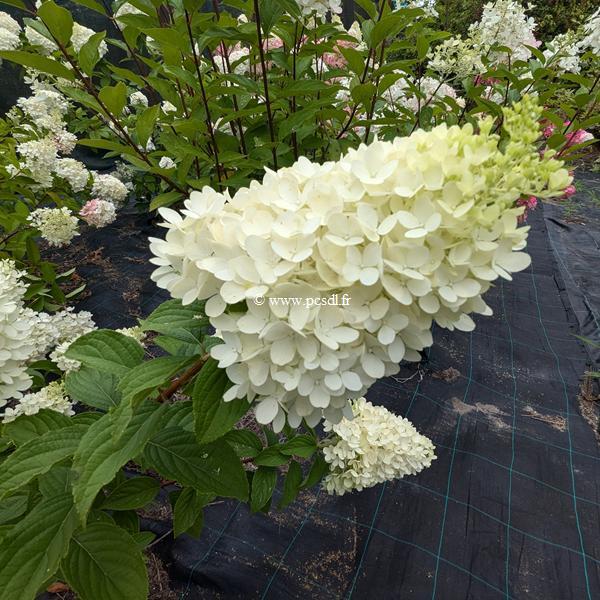 Hydrangea paniculata Panorama (4)