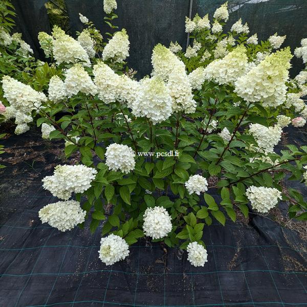 Hydrangea paniculata Panorama (2)