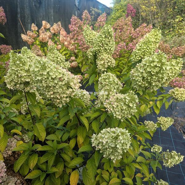 Hydrangea paniculata Panorama (11)