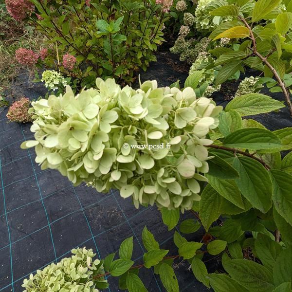 Hydrangea paniculata Panorama (6)