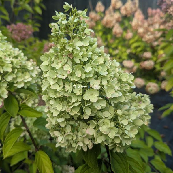 Hydrangea paniculata Panorama (10)