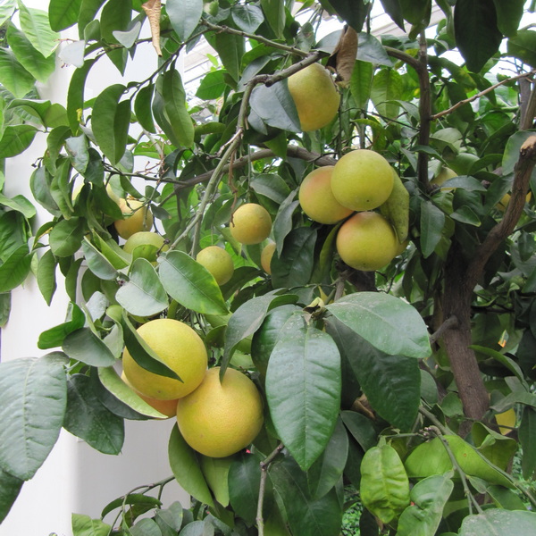 Citrus paradisi Star Ruby (1)