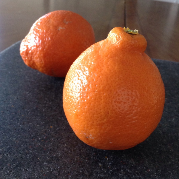 Citrus x tangelo Mineola (1)