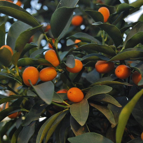 Citrus japonica Kumquat (3)
