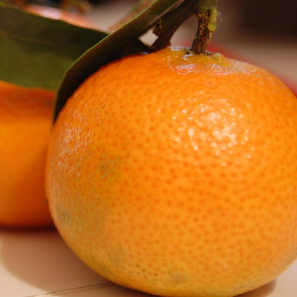 Citrus x clementina (1)