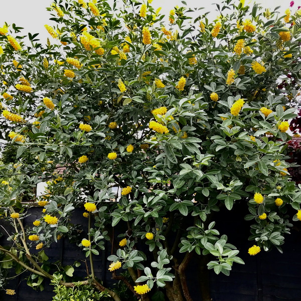 Cytisus battandieri