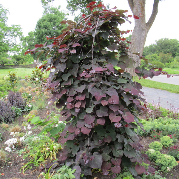 Cercis canadensis Ruby Falls