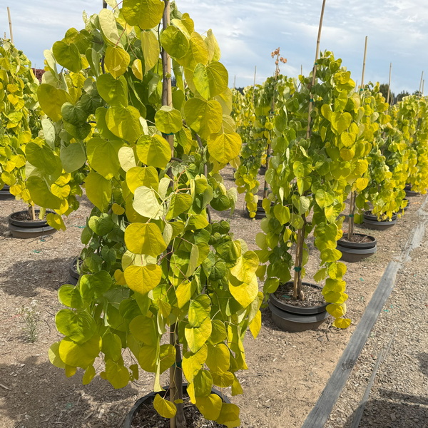 Cercis canadensis Golden Falls (1)