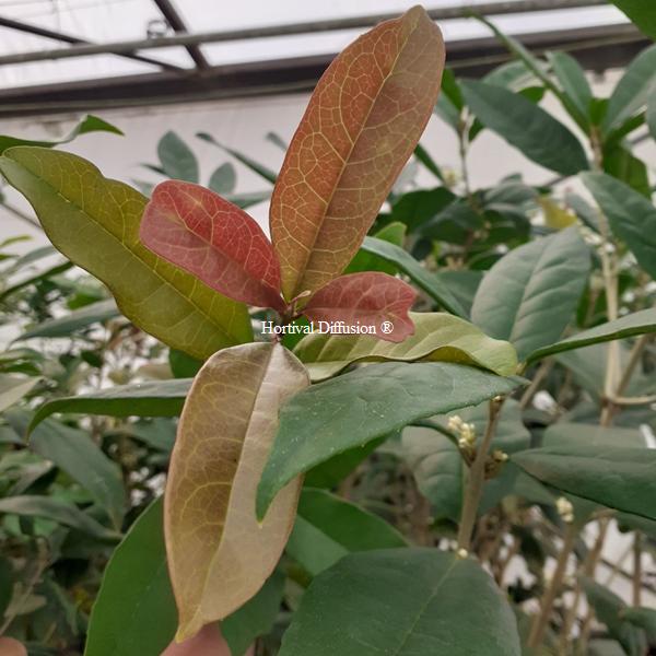 Osmanthus fragrans Minrix (3)