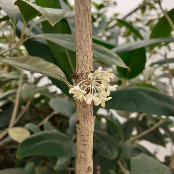 Osmanthus fragrans Minrix (2)