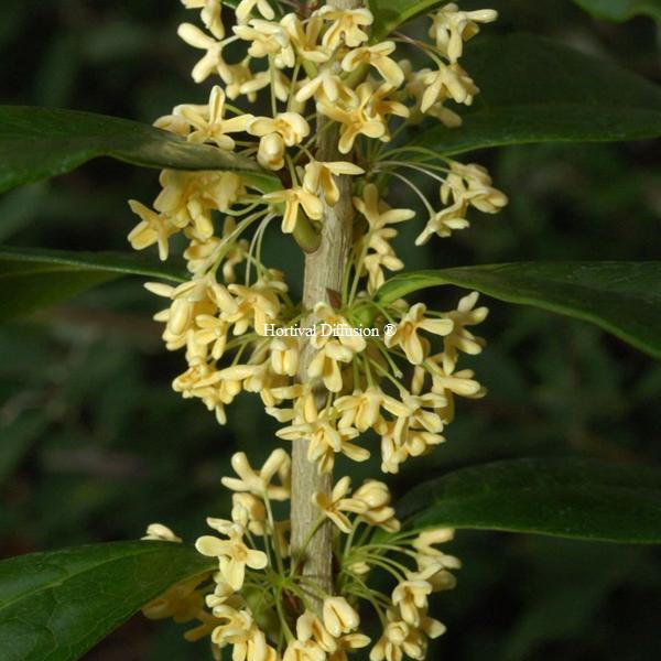 Osmanthus fragrans Minrix (1)