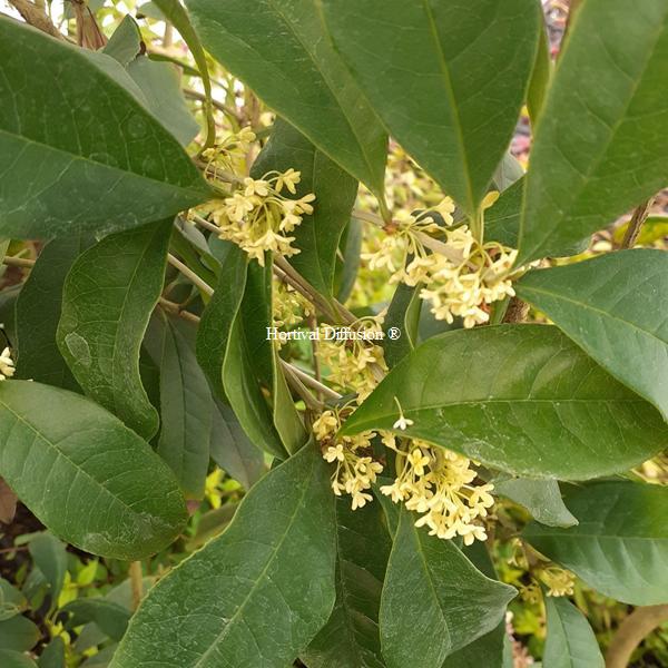 Osmanthus fragrans Minsiji (1)