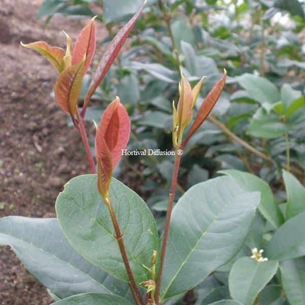 Osmanthus fragrans Minsiji (2)