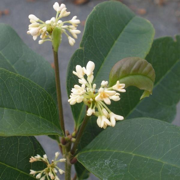Osmanthus fragrans Minsiji (3)