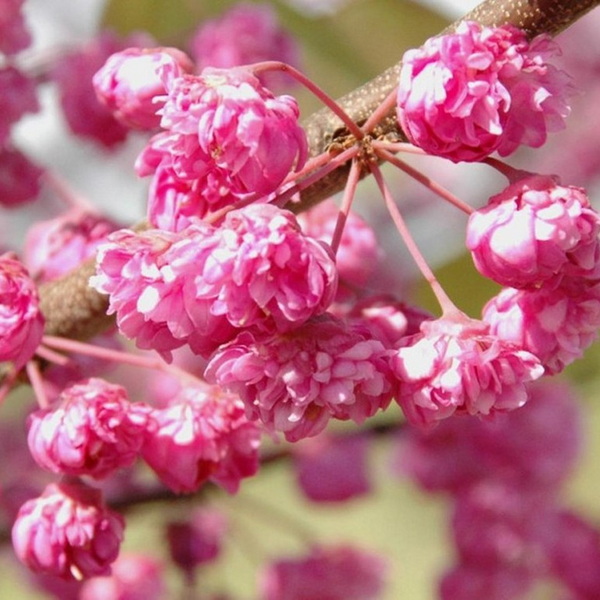 Cercis canadensis Pink Pom Poms