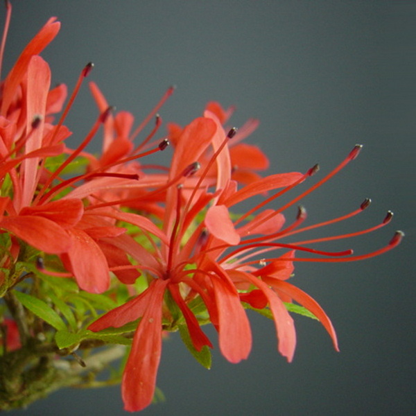 Rohodendron AP Kinsai