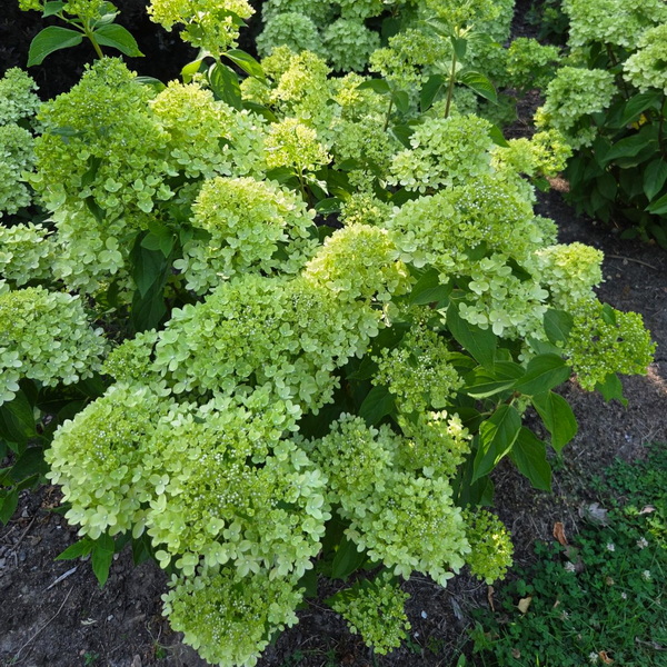 Hydrangea paniculata Little Lime