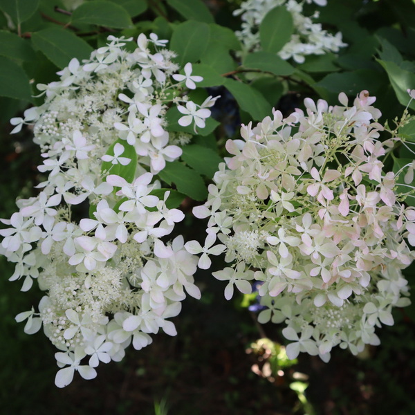 Hydrangea paniculata Angels Blush
