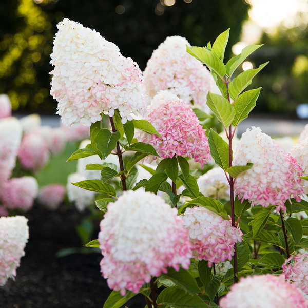 Hydrangea Pink and Rose (5)