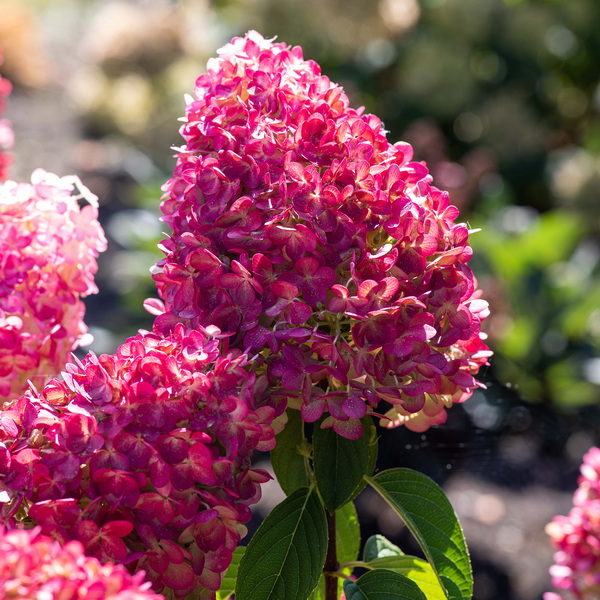 Hydrangea Pink and Rose (6)