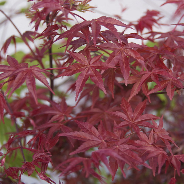 Acer palmatum Shishio Improved (1)