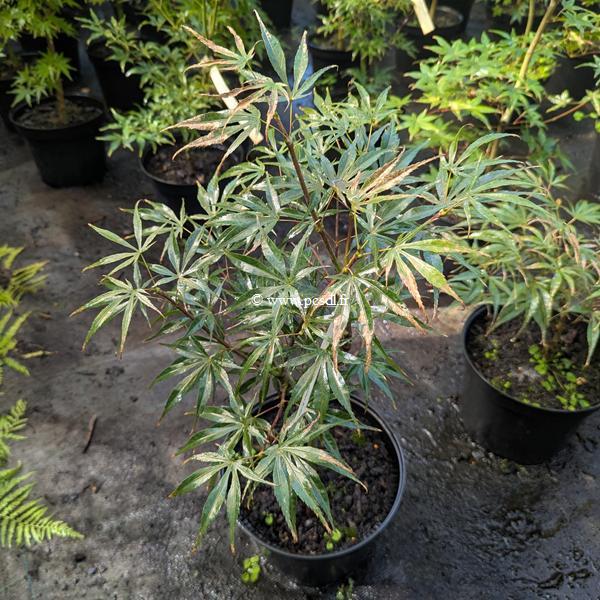 Acer palmatum Peve Dave (1)