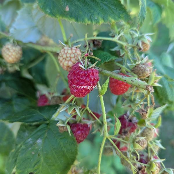 Framboisier Marastar