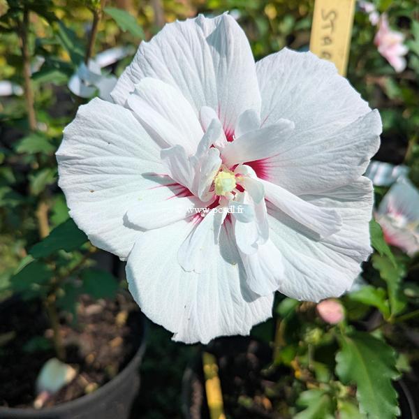 Hibiscus syriacus China Chiffon