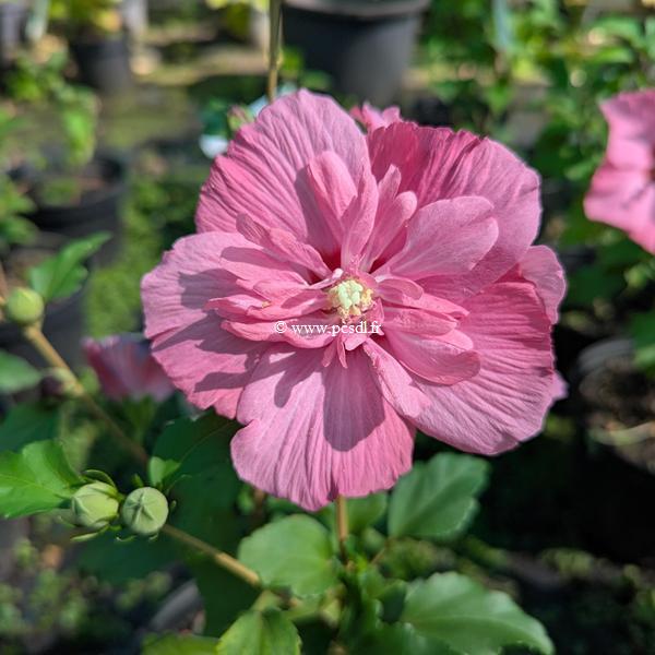 Hibiscus syriacus Magenta Chiffon