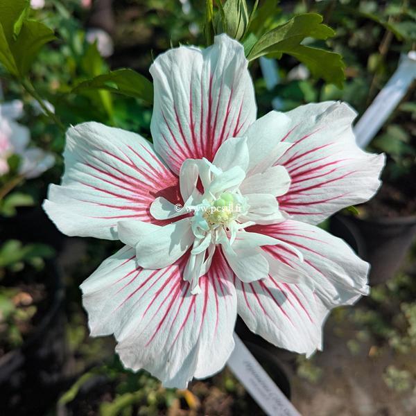 Hibiscus syriacus Starburst Chiffon