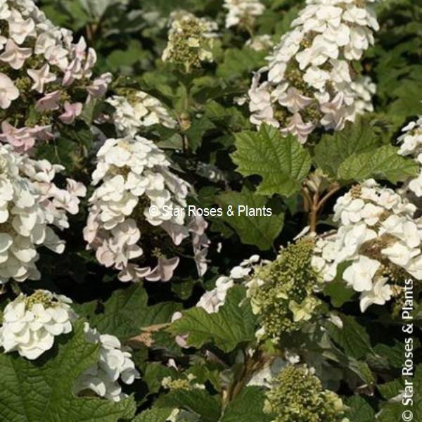 Hydrangea quercifolia Little Yeti (4)