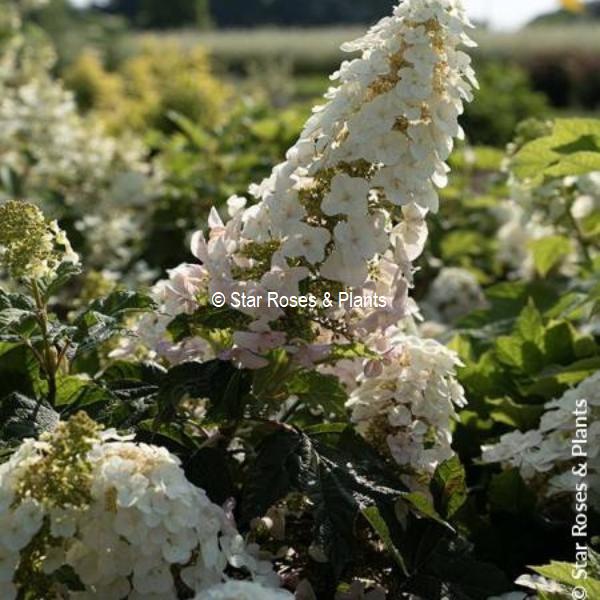 Hydrangea quercifolia Little Yeti (3)