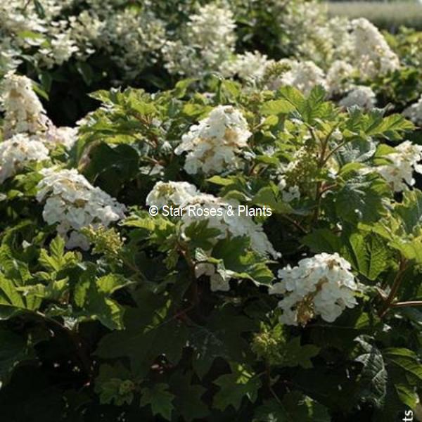Hydrangea quercifolia Little Yeti (1)