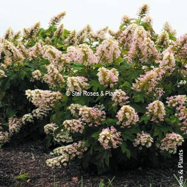 Hydrangea quercifolia Little Yeti (2)