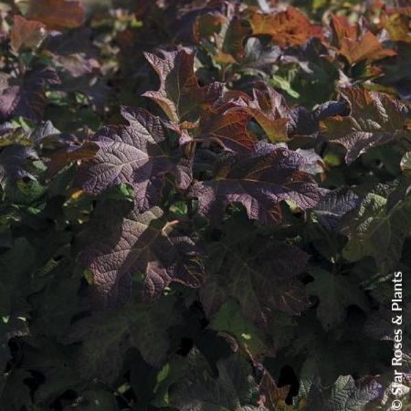 Hydrangea quercifolia Yeti (4)