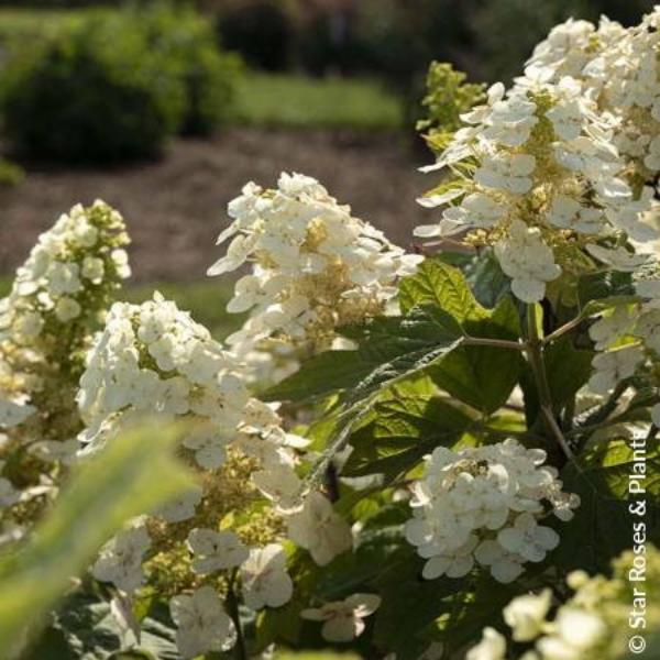 Hydrangea quercifolia Yeti (3)