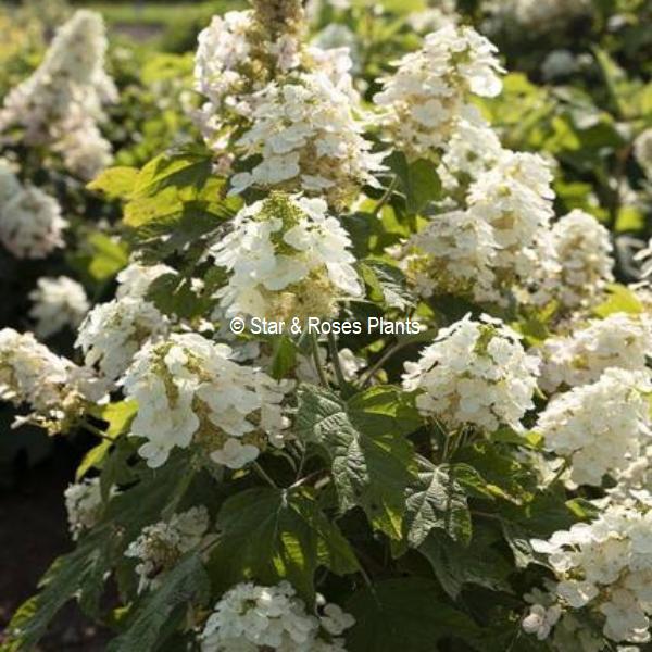 Hydrangea quercifolia Yeti (2)