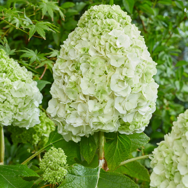Hydrangea quercifolia TARA (1)
