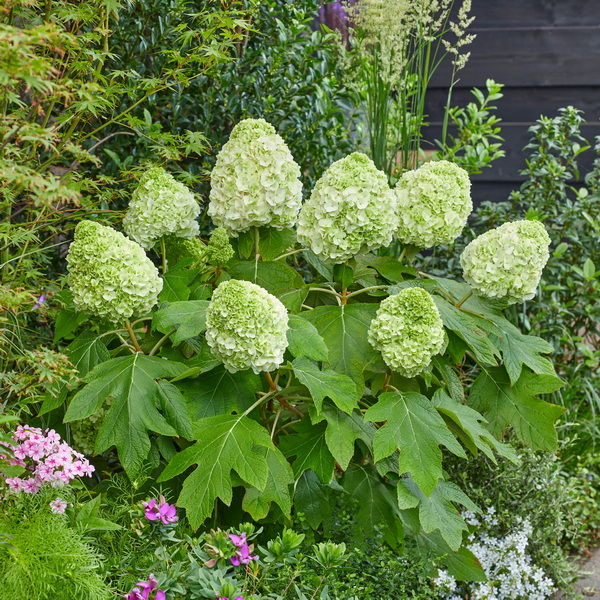 Hydrangea quercifolia TARA (8)