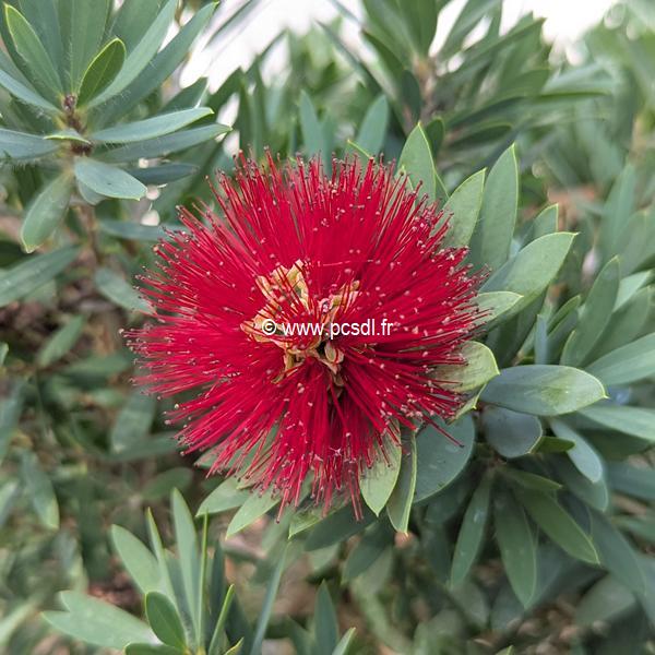 Callistemon Little John (1)