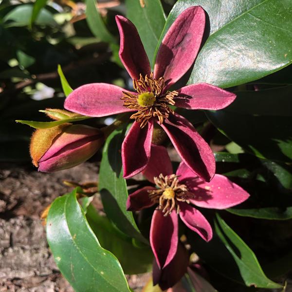 Magnolia Stellar Ruby (5)