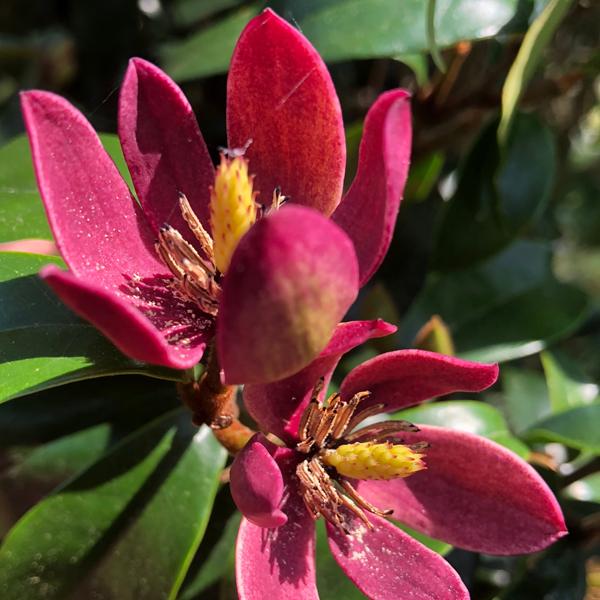 Magnolia Stellar Ruby (6)