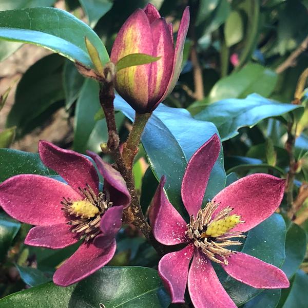 Magnolia Stellar Ruby (4)