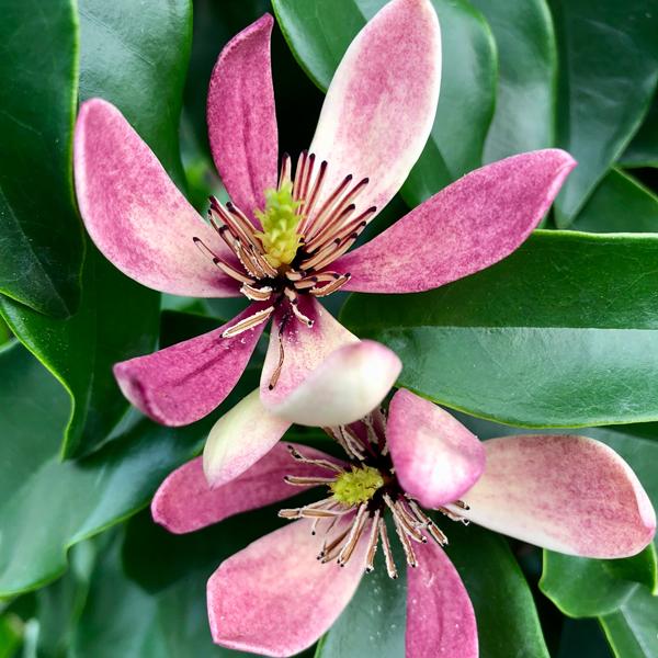 Magnolia Stellar Ruby (3)