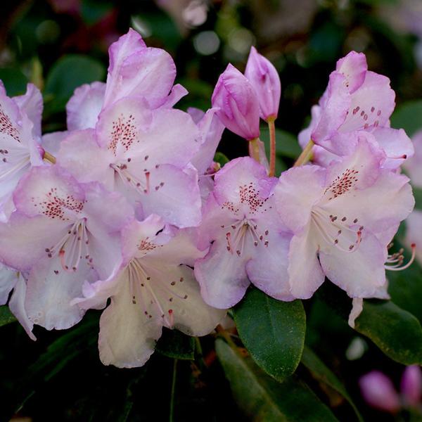 Rhododendron x Mrs Charles Pearson