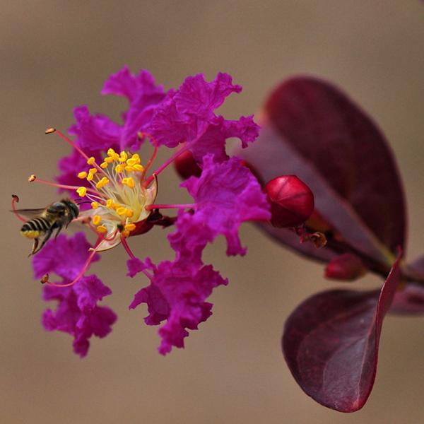 Lagerstroemia indica Purple Magic (2)