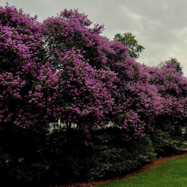 Lagerstroemia indica Purple Magic (3)