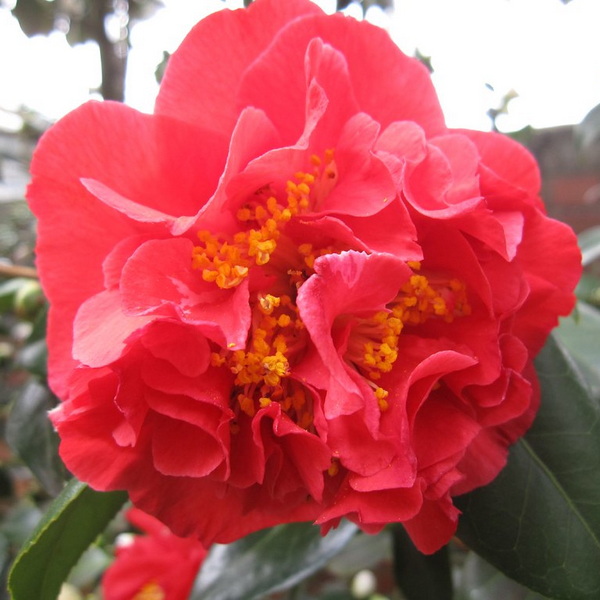 Camellia japonica Blood of China
