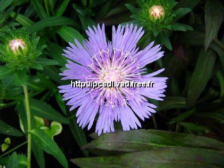 stokesia%20blue%20star%20(1)